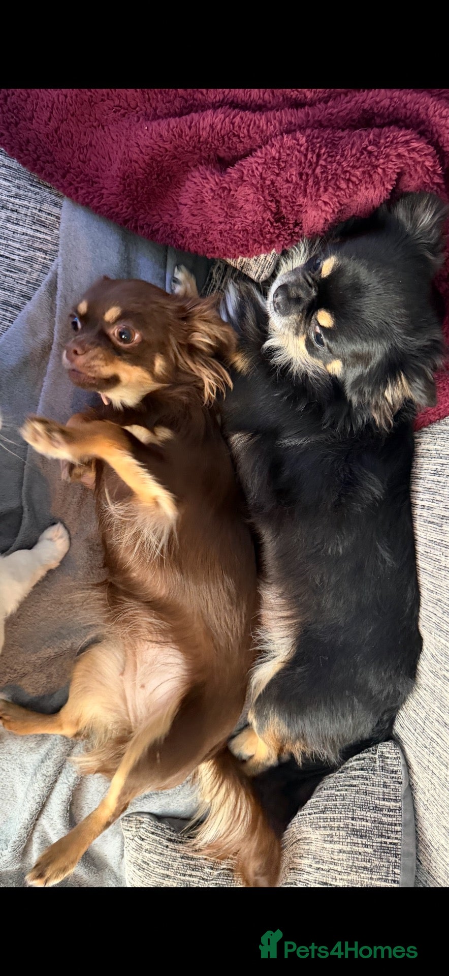 Chihuahua dogs Long haired chihuahua pups  - Advert 1