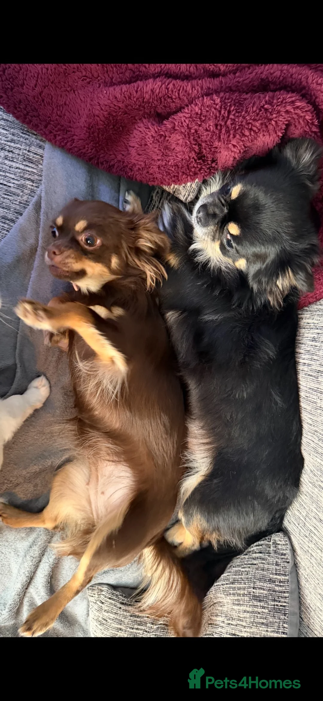 Chihuahua dogs for sale: Long haired chihuahua pups  in Rotherham - Advert 1