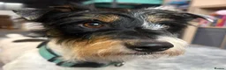 Jack Russell dogs for stud: Jack Russell broken haired soften temperament  in Skipton - Advert 2