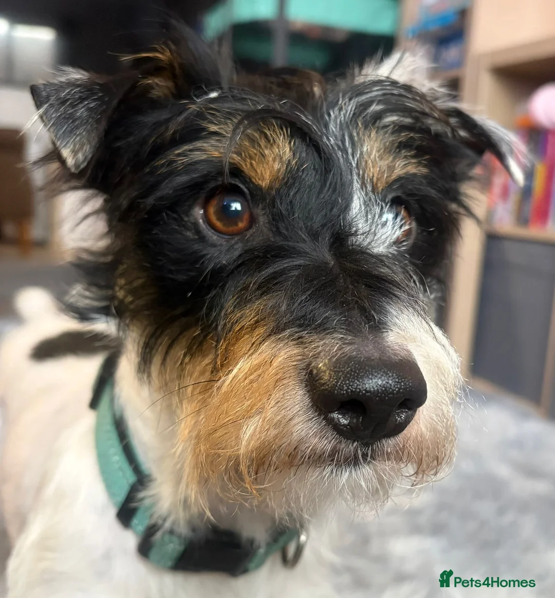 Jack Russell dogs for stud: Jack Russell broken haired soften temperament  in Skipton - Advert 2