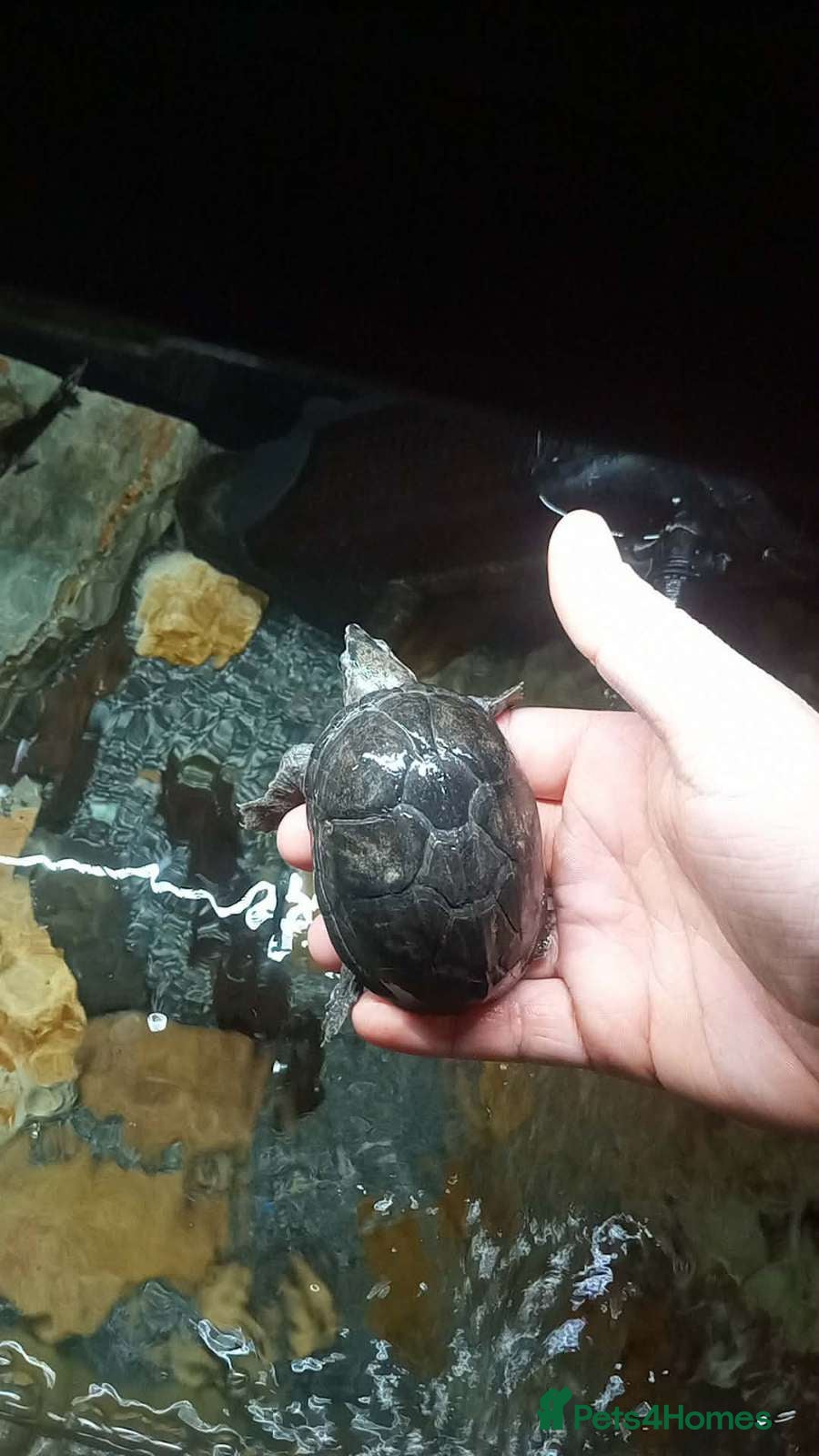 Other/Mixed Breed fish Baby musk turtles x3 in Stourbridge - Advert 3