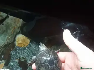 Other/Mixed Breed fish Baby musk turtles x3 in Stourbridge - Advert 1