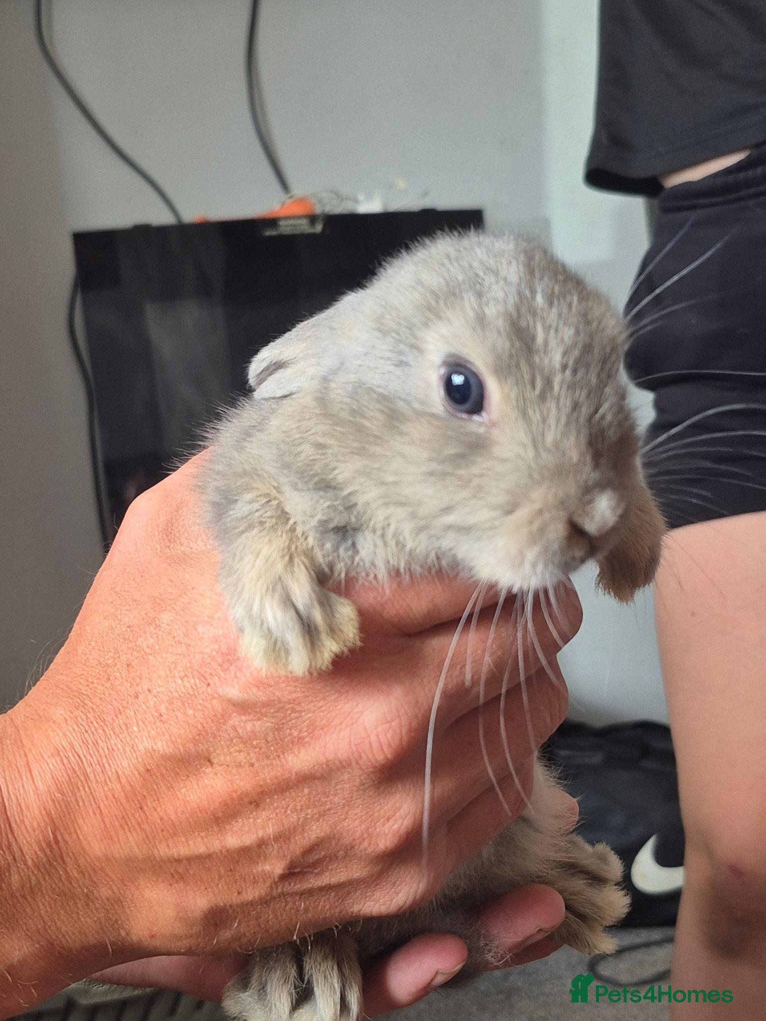 Mini Lop rabbits Baby mini lops - Advert 1