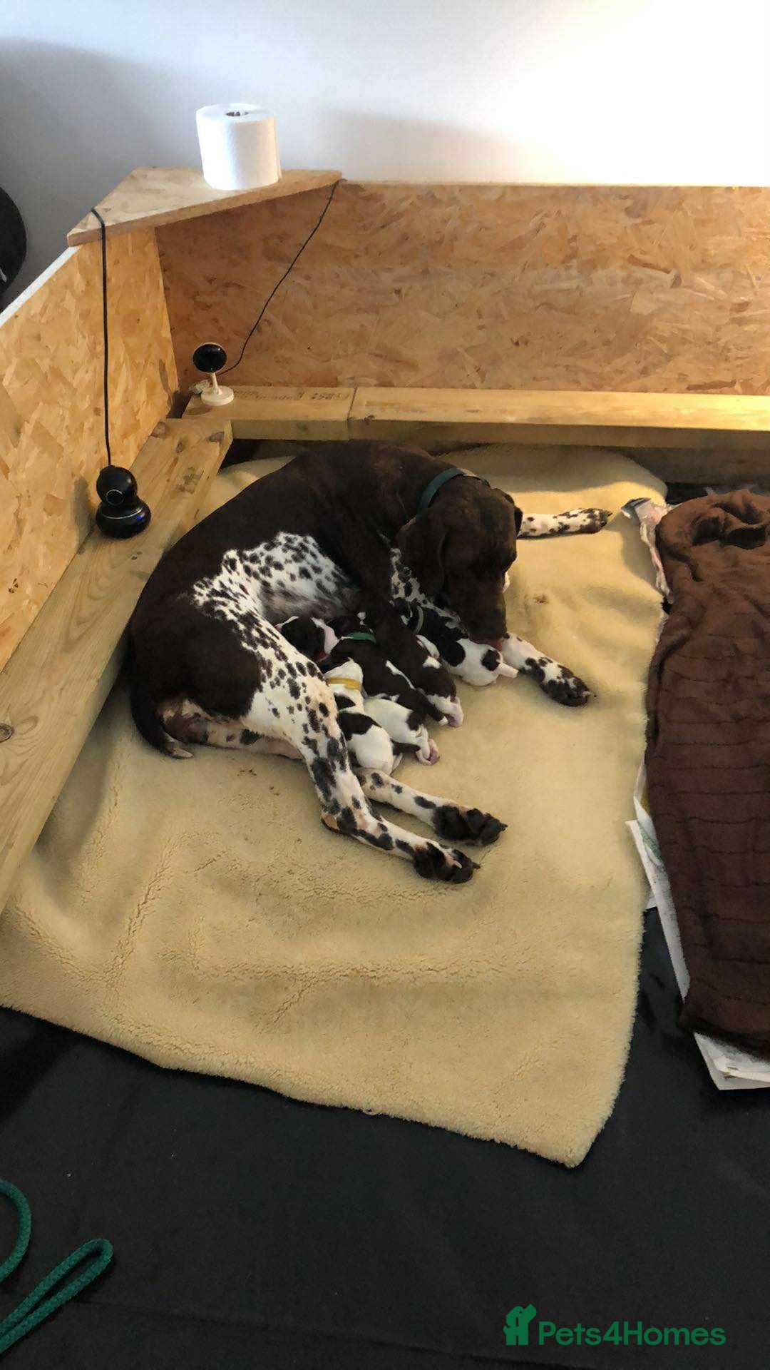 German Shorthaired Pointer dogs for sale: ALL RESERVED  - Advert 9