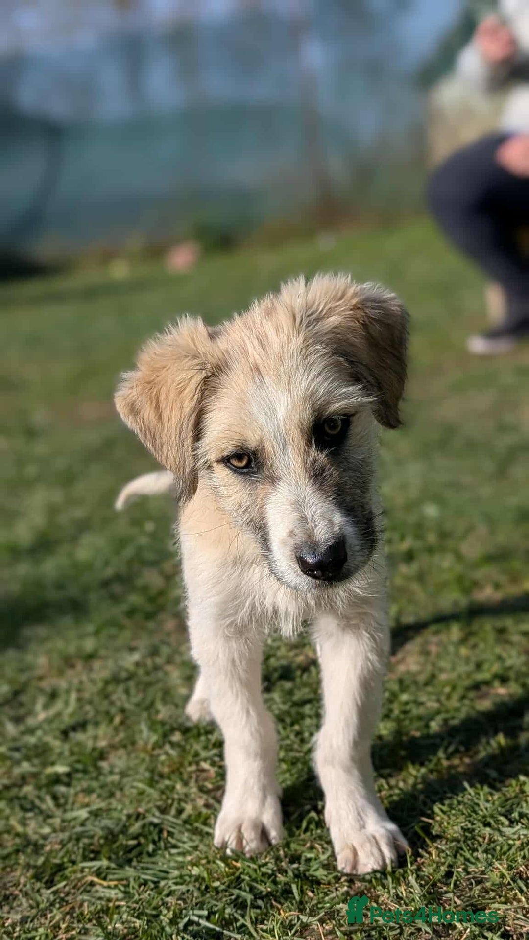 Mixed Breed dogs for adoption: Can Boo be your beau?  - Advert 8