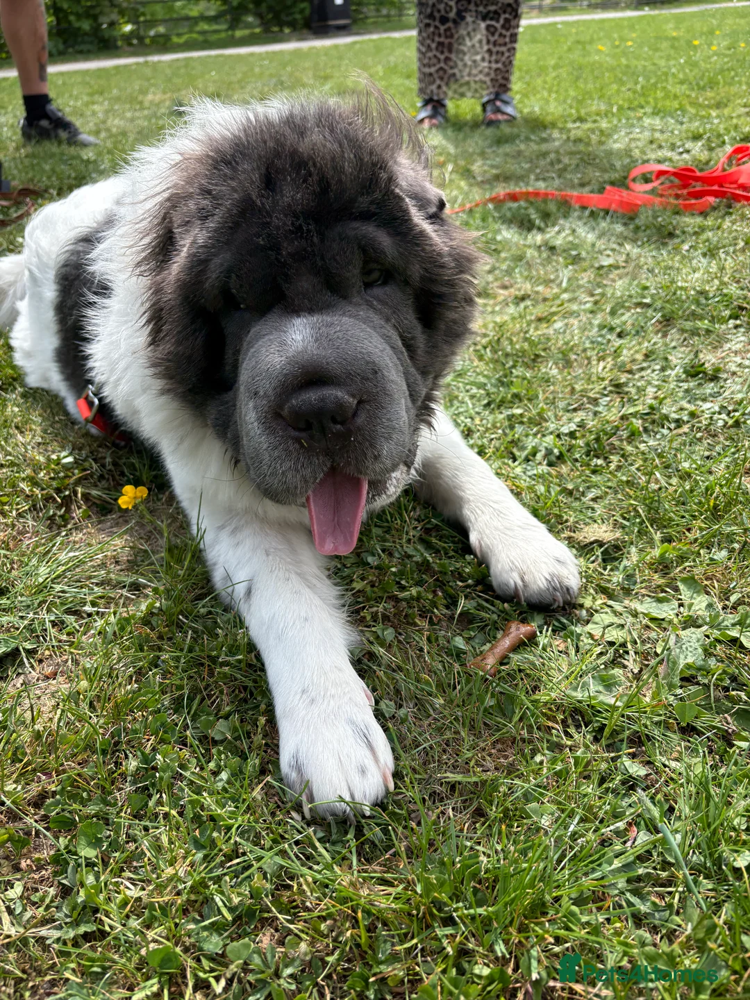 Shar Pei dogs for stud: Bear coat flowered Shar Pei STUD - Advert 2