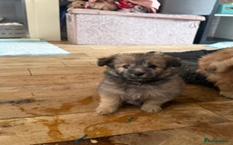 Mixed Breed dogs for sale: La poms (La pomachon)  - Image 4