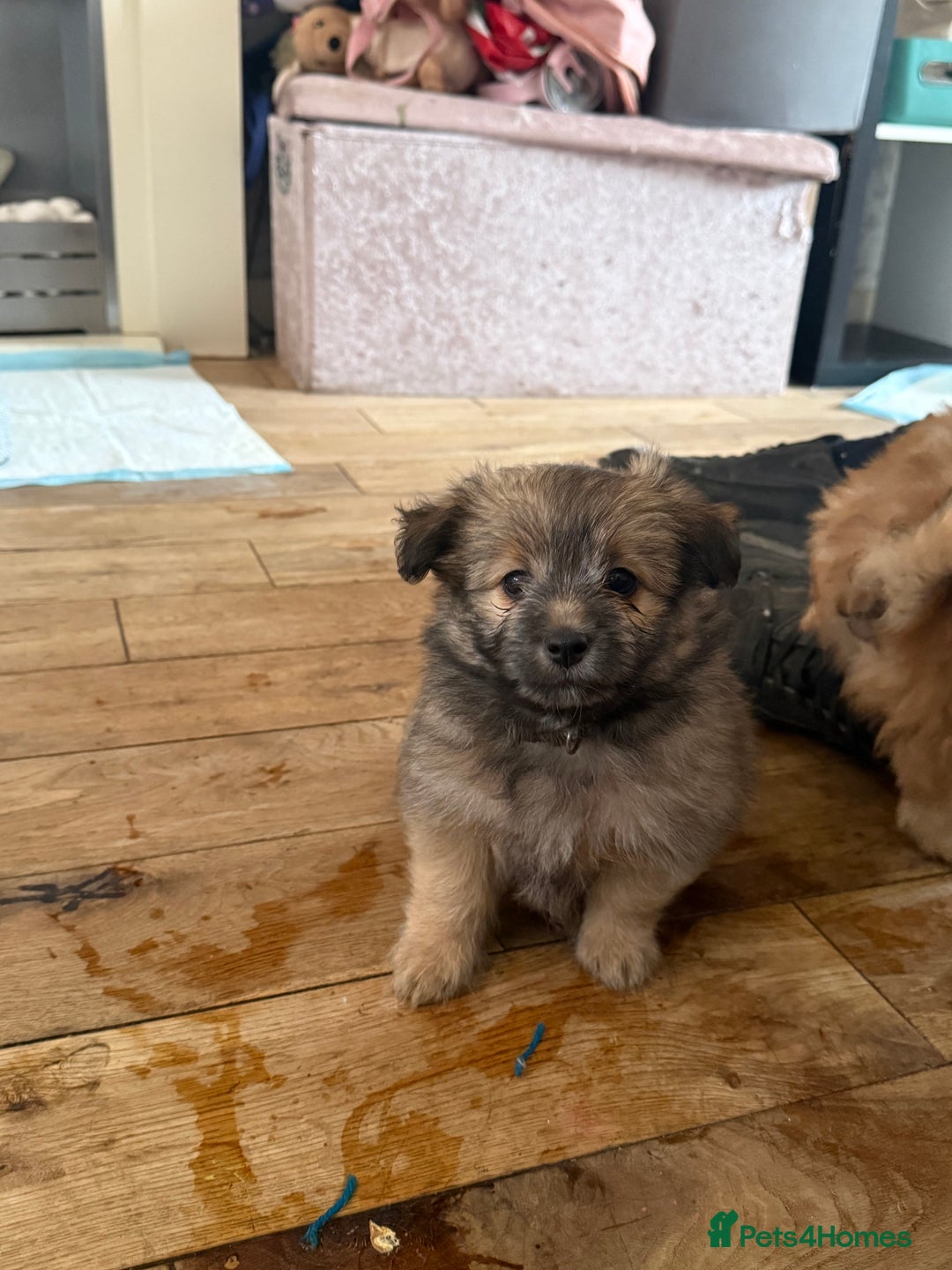 Mixed Breed dogs for sale: La poms (La pomachon)  - Image 4