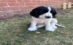 Cocker Spaniel dogs for sale: KC Registered Show Cocker Spaniel Puppies  - Image 5