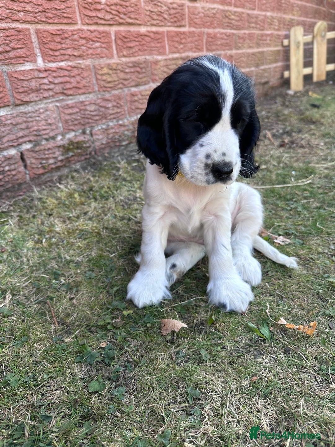 Cocker Spaniel dogs for sale: KC Registered Show Cocker Spaniel Puppies  - Image 5