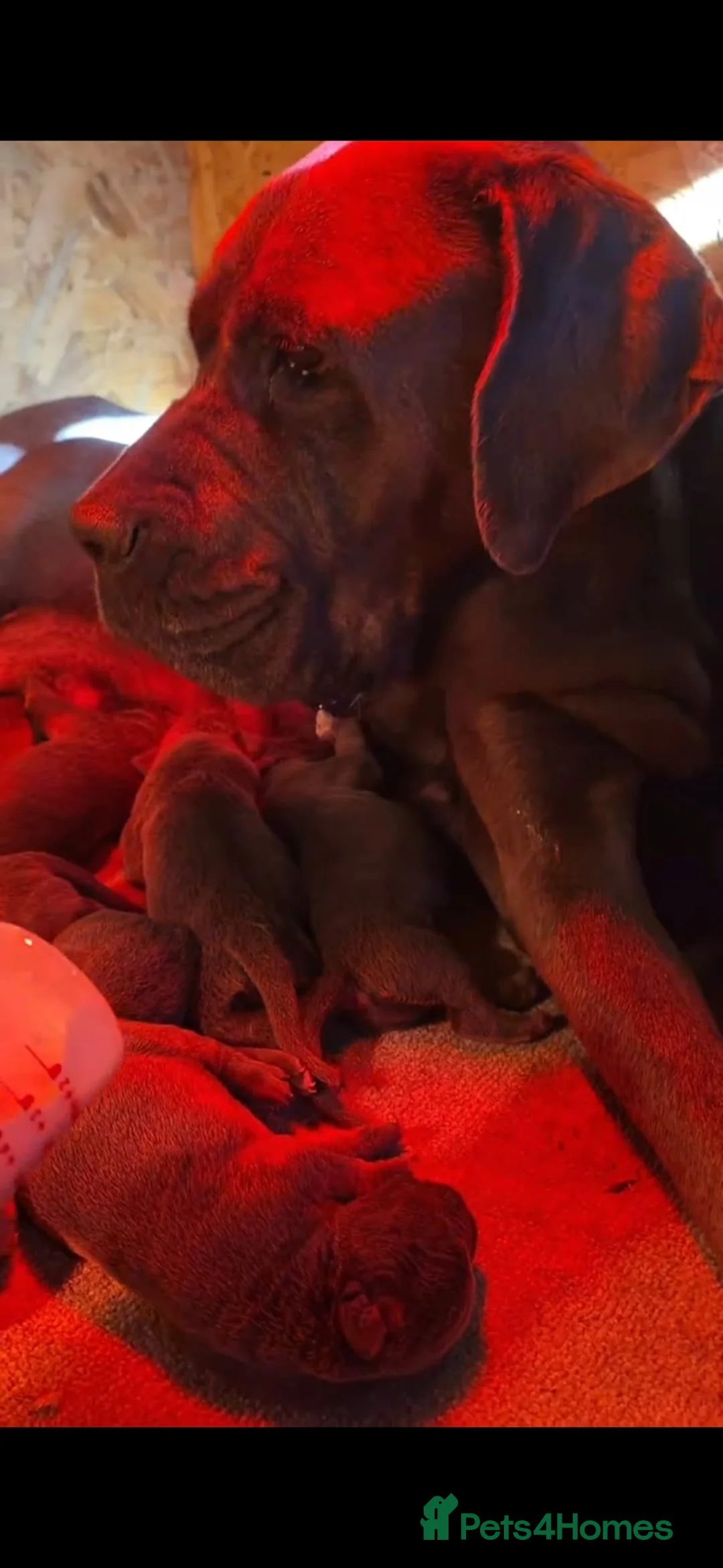 Cane Corso dogs for sale: 11 blue beautiful cane corso puppies 3.5week old in Northwich - Advert 2