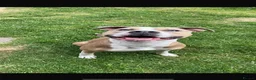 American Bulldog dogs for sale: American bulldog  - Advert 1