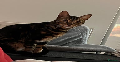 Bengal cats 🐾 TICA Registered Bengal Kittens - Advert 8