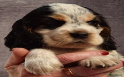 Cocker Spaniel dogs for sale: Kc reg show Cocker Spaniel, 5* Licensed breeder - Image 7