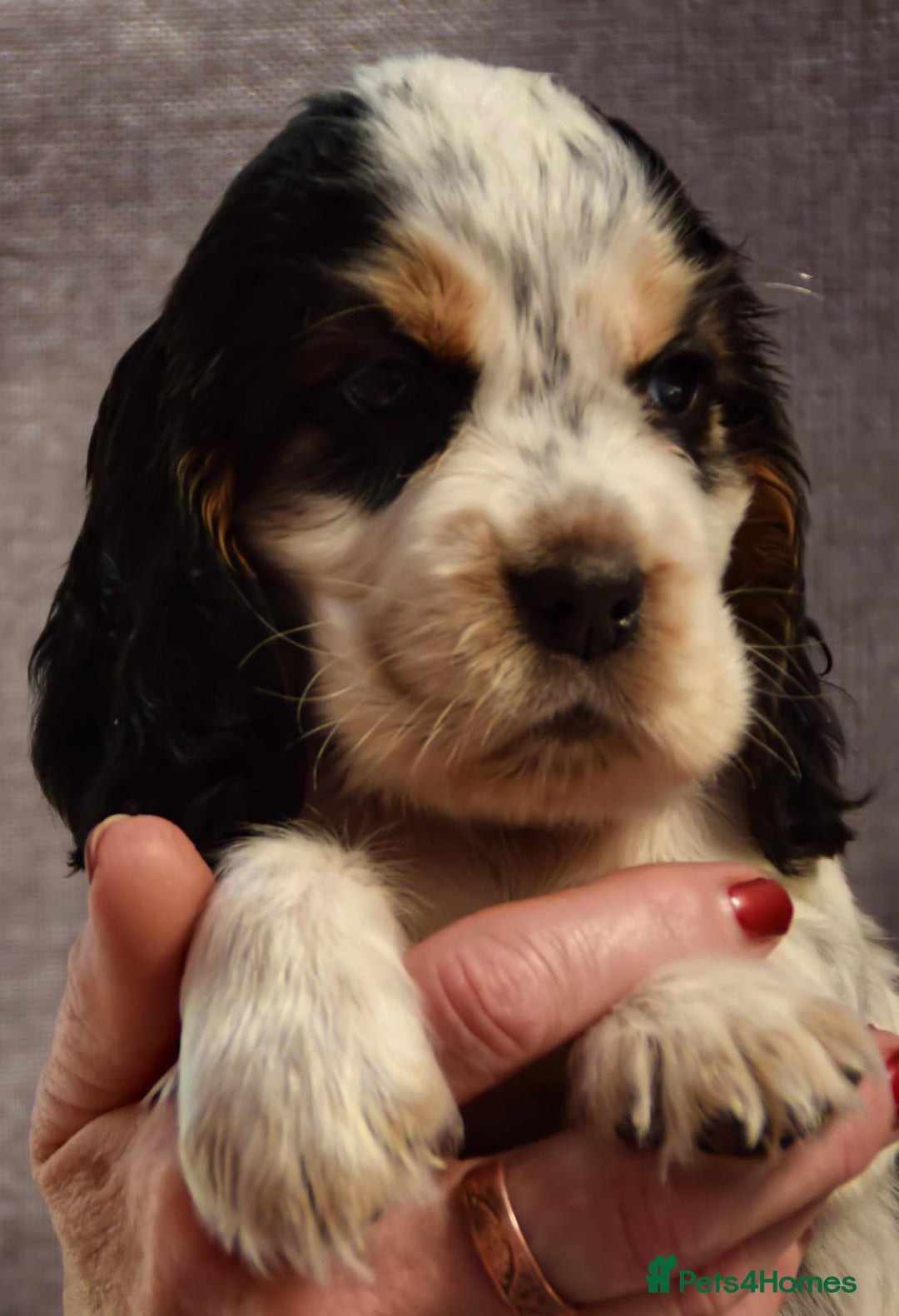 Cocker Spaniel dogs for sale: Kc reg show Cocker Spaniel, 5* Licensed breeder - Image 7