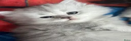 British Longhair cats for sale: Male kitten British Longhair - Advert 3