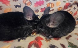 Chinchilla rodents for sale: Black pearl Carriers - Image 32