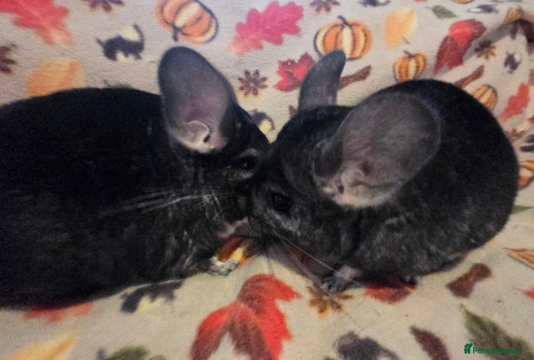 Chinchilla rodents for sale: Black pearl Carriers - Image 32