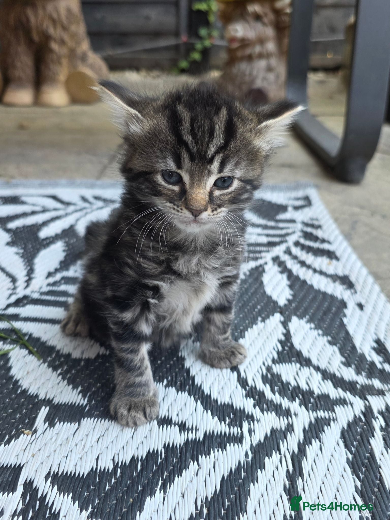 Maine Coon cats Gorgeous maine coon cross babies - Advert 16