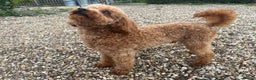 Toy Poodle dogs for stud: 🌹 RED TOY POODLE 9 INCH 2.8 KG HEALTH TESTED 🌹 in Romford - Advert 4