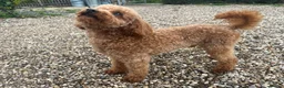 Toy Poodle dogs for stud: 🌹 RED TOY POODLE 9 INCH 2.8 KG HEALTH TESTED 🌹 in Romford - Advert 4