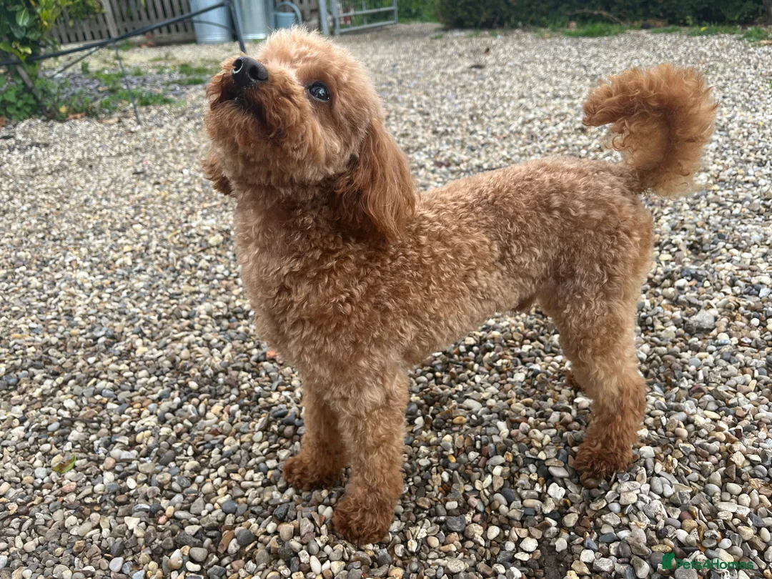 Toy Poodle dogs for stud: 🌹 RED TOY POODLE 9 INCH 2.8 KG HEALTH TESTED 🌹 in Romford - Advert 4
