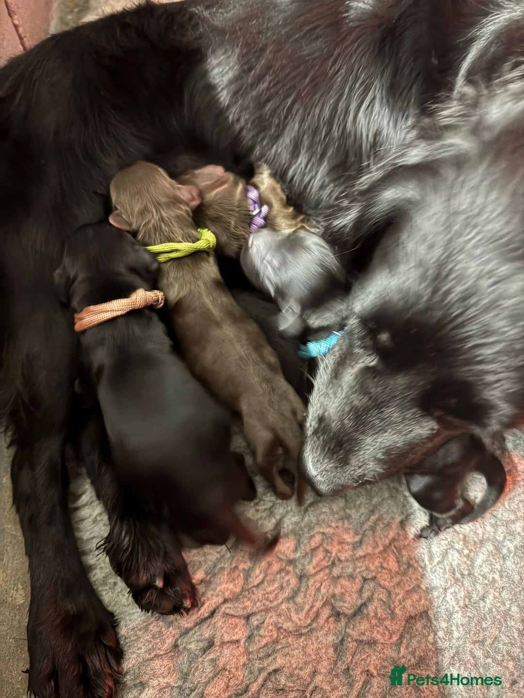 Cocker Spaniel dogs for sale: Gorgeous Cockers  - Farlavale x Muzmurray - Advert 2