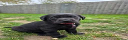 Labrador Retriever dogs for sale: *1 Girl left*Ready to Leave* KC Mam & Dad at home - Advert 25