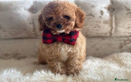 Cavapoochon dogs for sale: Stunning cavapoochon puppies  - Image 7