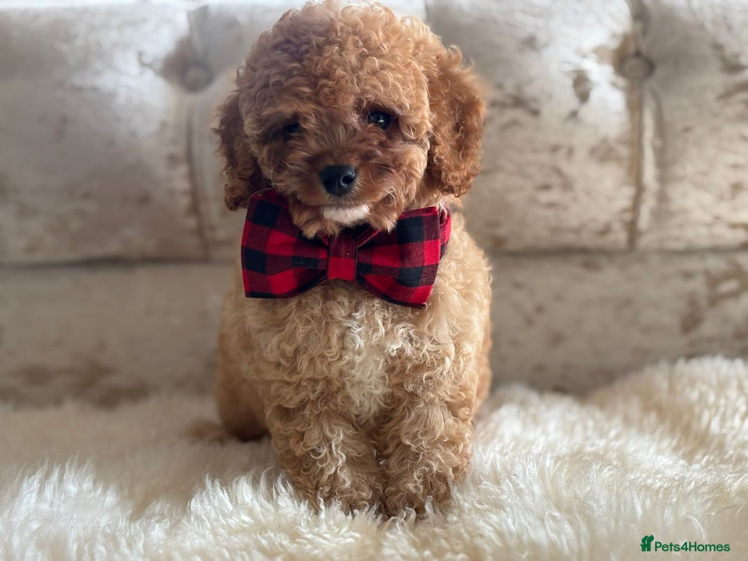 Cavapoochon dogs for sale: Stunning cavapoochon puppies  - Image 7