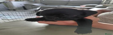 Pug 1