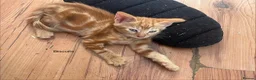 Mixed Breed cats for sale: 3 purrfect ginger girls looking 4 their forever  - Advert 9