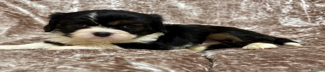 Cavalier King Charles Spaniel Puppy 6