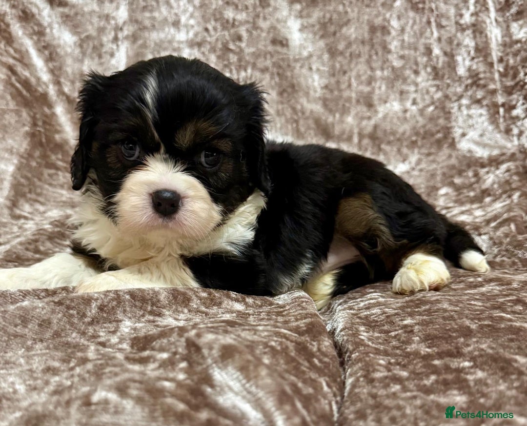 Cavalier King Charles Spaniel dogs for sale: BEAUTIFUL CAVALIER PUPPIES READY TO LEAVE! - Image 11