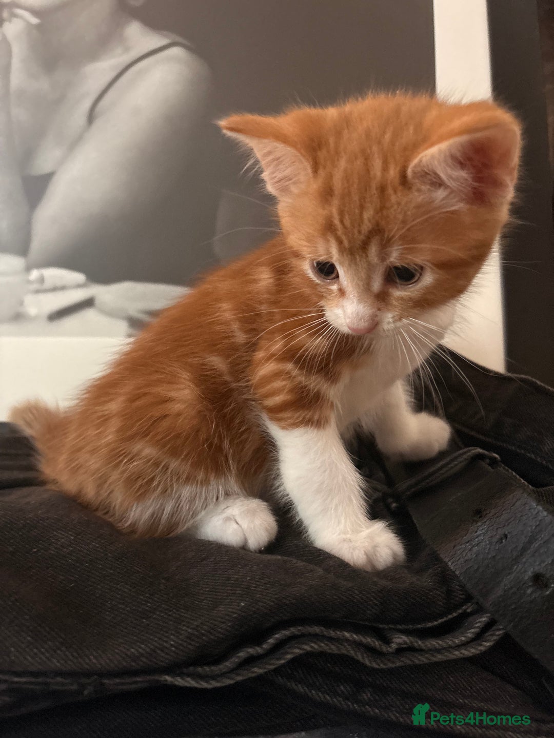 Domestic Shorthair cats for sale: 2 boys left  - Image 2