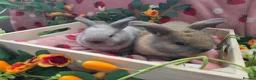 Mini Lop rabbits for sale: sooty fawn & Smoke Pearl Cashmere mini lop 8weeks - Advert 15