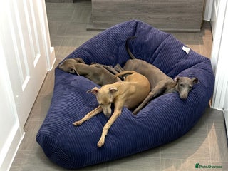 Italian Greyhound dogs - Advert 6