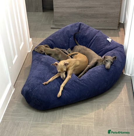 Italian Greyhound dogs - Advert 1