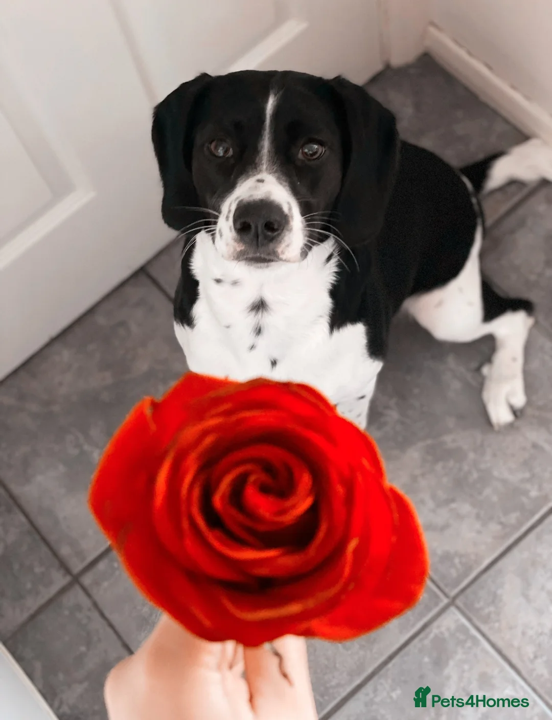 Mixed Breed dogs for sale: Bella – Loving Home Needed in Colchester - Advert 1