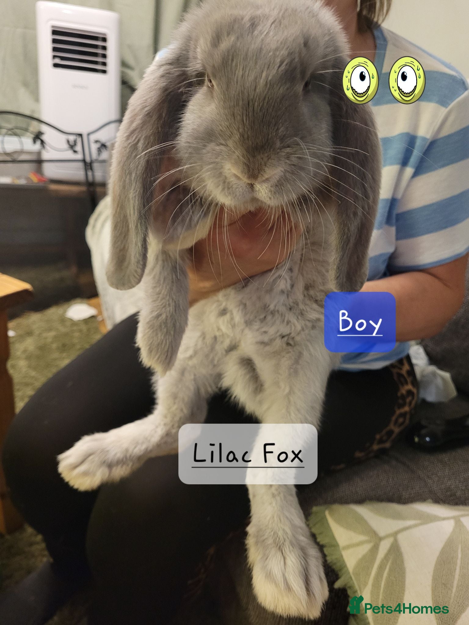 French Lop rabbits Pure Bred French Lop babies Vaccinated with Yurvac - Advert 2