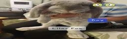 French Lop rabbits for sale: Pure Bred French Lop babies Vaccinated with Yurvac - Advert 4