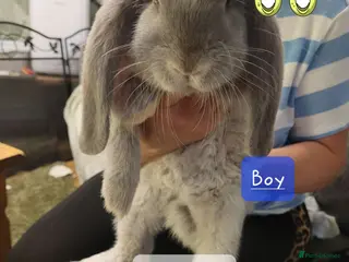 French Lop rabbits Pure Bred French Lop babies Vaccinated with Yurvac - Advert 13