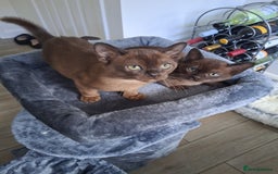 Burmese cats for sale: Stunning burmese kittens available. - Image 8
