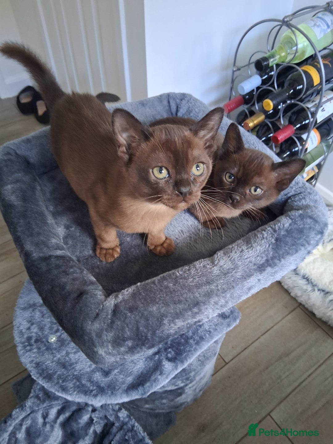 Burmese cats for sale: Stunning burmese kittens available. - Image 8
