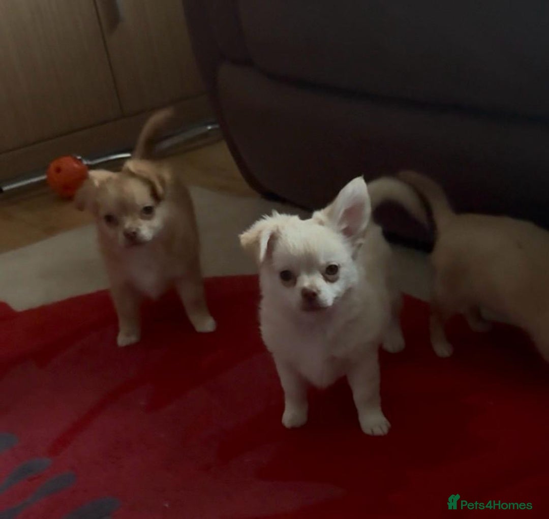 Chihuahua dogs for sale: CHIHUAHUA boys ready - Advert 5