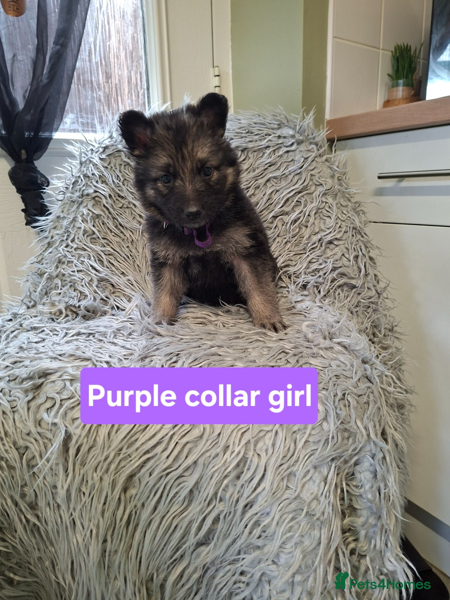 German Shepherd dogs German shepherd pups - Advert 17