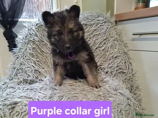 German Shepherd dogs German shepherd pups - Advert 17