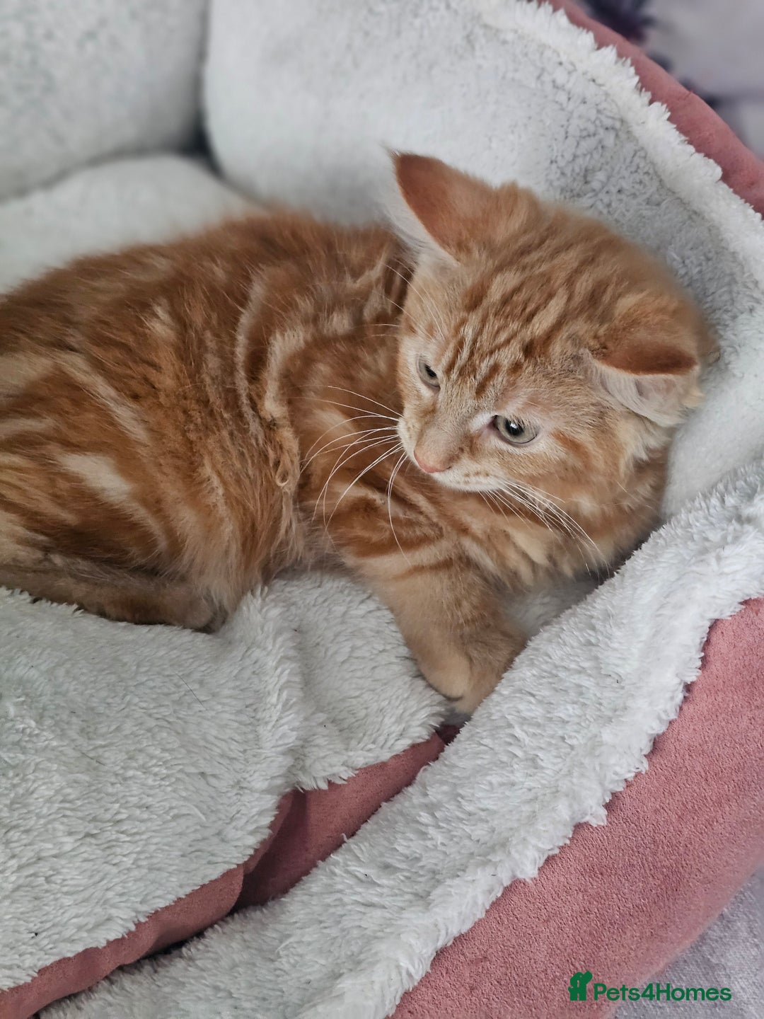 Maine Coon cats for sale: Maine X - Image 1