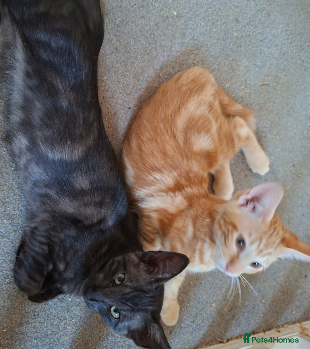 Maine Coon cats for sale: Gorgeous Maine Coon cross Oriental kittens - Image 8