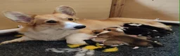 Welsh Corgi Pembroke dogs for sale: KC registered Welsh Corgi Pembroke - Advert 18